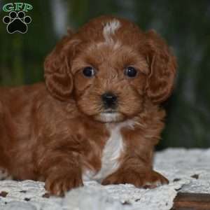 Missy, Cavapoo Puppy